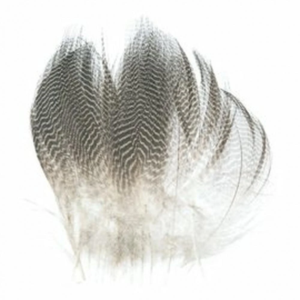 Flyco Gadwall Barred Flank 3 Flyco Gadwall Barred Flank