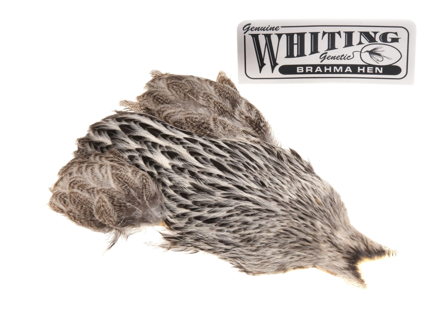 Whiting Brahma Hen 4 Whiting Brahma Hen - Bilde 2