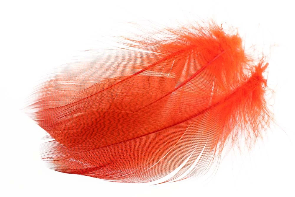 Flyco Gadwall Barred Flank 6 Flyco Gadwall Barred Flank - Bilde 4