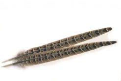 Hen Pheasant Centre Tail Pair