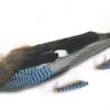 Blue Jay Whole Wings -Beste Fiskebutikk L jaywing