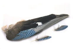 Blue Jay Whole Wings