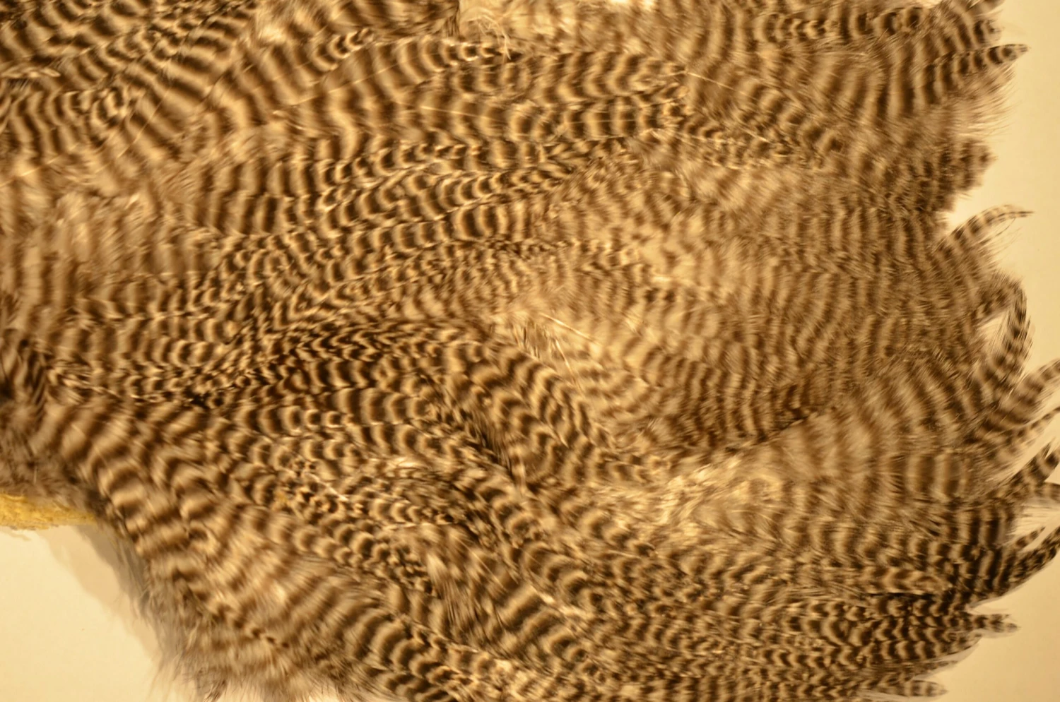 Flyco Keough Softhackle Patch 4 Flyco Keough Softhackle Patch - Bilde 2