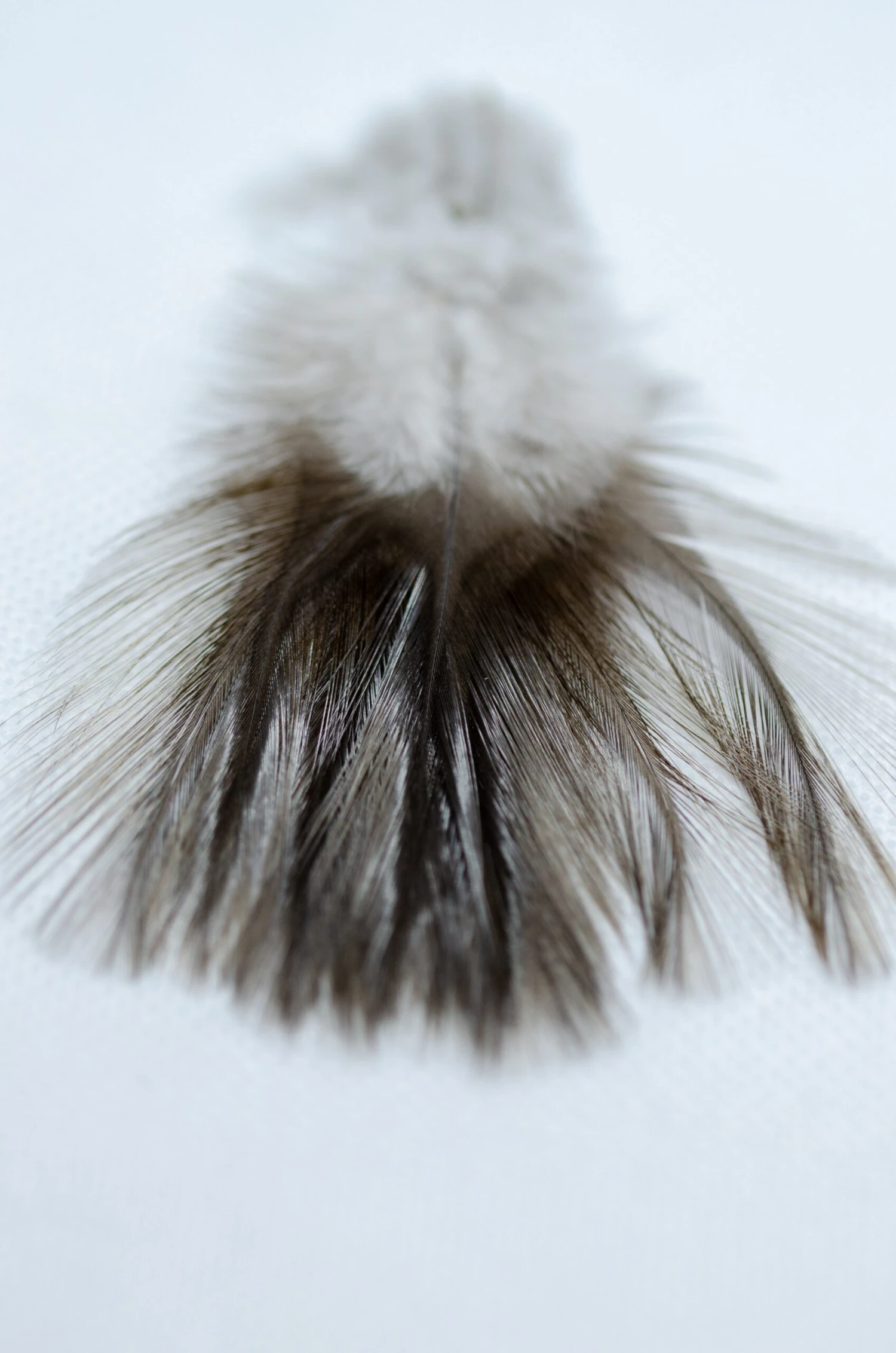 Flyco Gallo De Leon 4 Flyco Gallo De Leon - Bilde 2