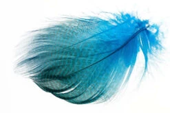 Flyco Gadwall Barred Flank 8 Flyco Gadwall Barred Flank -Beste Fiskebutikk Peacock Blue