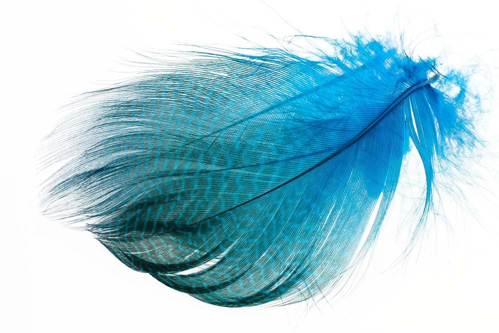 Flyco Gadwall Barred Flank 5 Flyco Gadwall Barred Flank - Bilde 3