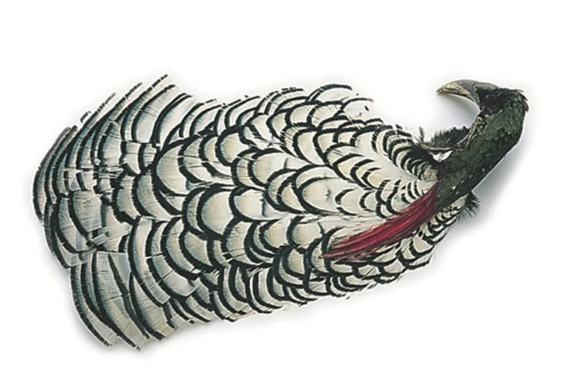 Diamant Fasan (Amberherst) 3 Diamant Fasan (Amberherst)