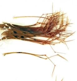 Veniard Cock Pheasant Daddy Legs