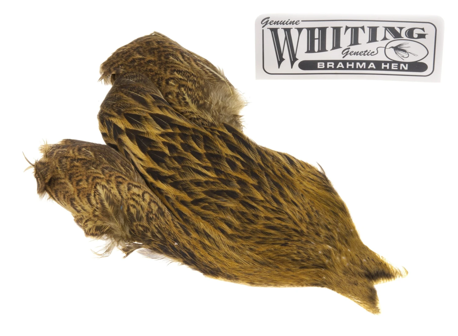 Whiting Brahma Hen 8 Whiting Brahma Hen - Bilde 6