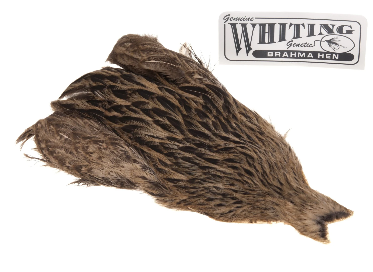 Whiting Brahma Hen 6 Whiting Brahma Hen - Bilde 4