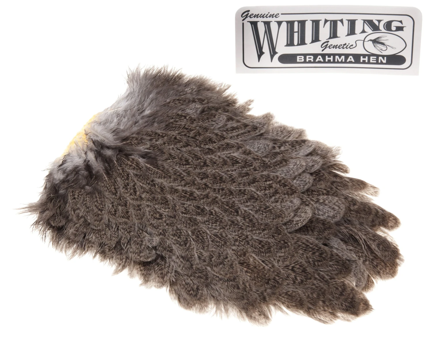 Whiting Brahma Hen 5 Whiting Brahma Hen - Bilde 3