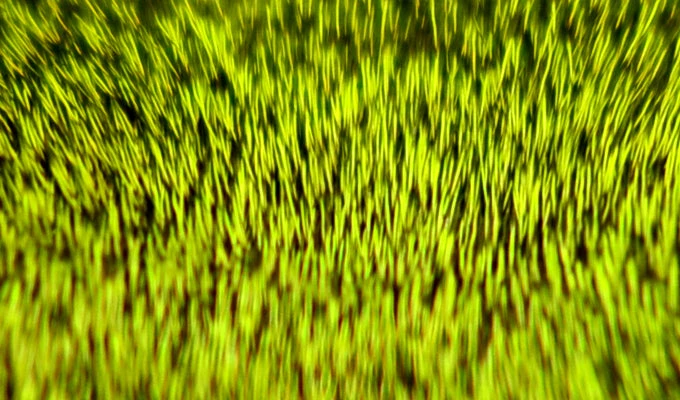 Veniard Deer Hair Dyed 4 Veniard Deer Hair Dyed - Bilde 2