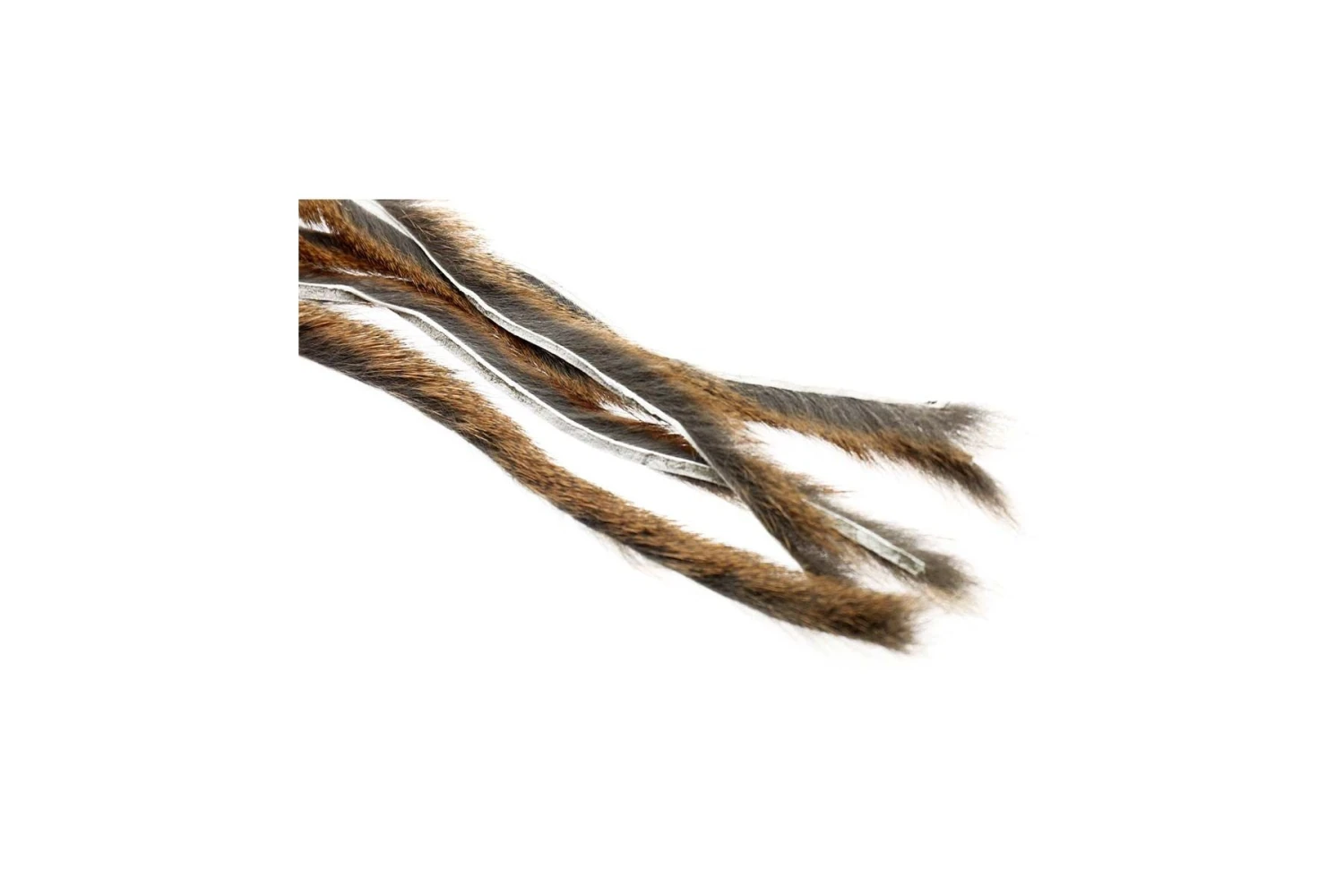 Pine Squirrel 3 Pine Squirrel