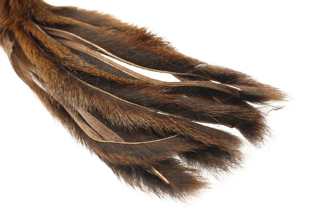 Pine Squirrel 4 Pine Squirrel - Bilde 2