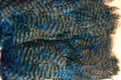 Flyco Keough Softhackle Patch 21 Flyco Keough Softhackle Patch -Beste Fiskebutikk kingfisher blue grizly