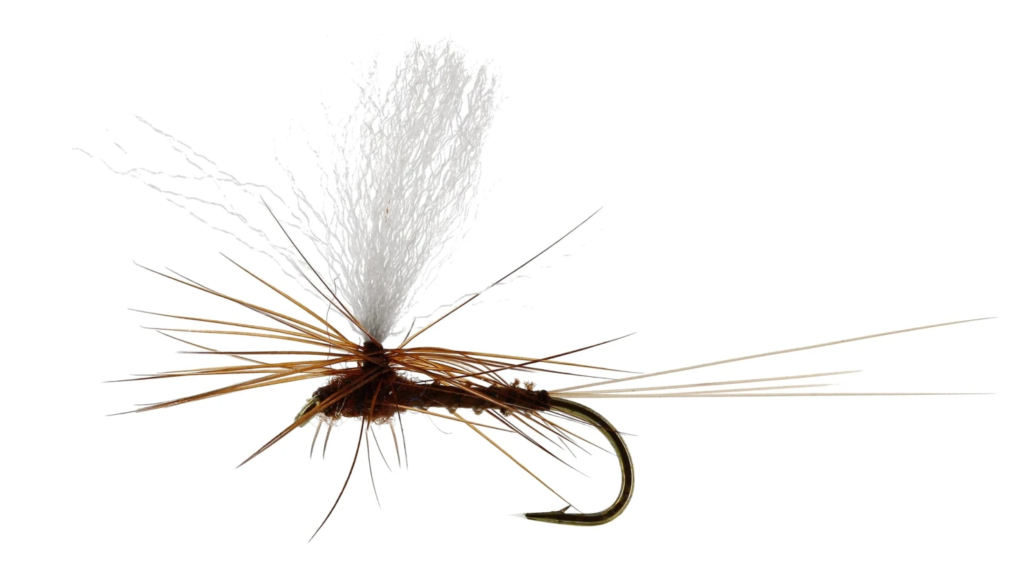 Marginata Dun Biot Brown 3 Marginata Dun Biot Brown