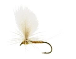 Sulphurea Dun Ginger