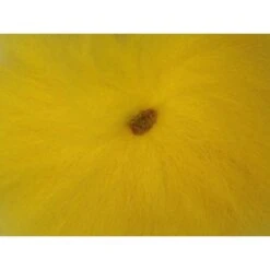 Orkla Fur & Feather Foxtail -Beste Fiskebutikk temp mystore 1544973103 087 ftyel