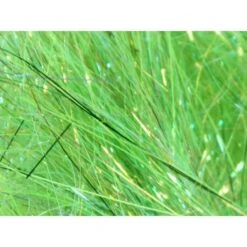 Frödinflies SSS Glitz Dubbing -Beste Fiskebutikk temp mystore 1593709221 0sssgld 07 1024x da7f8a08 9ca6 4de7 bfe9 15a6a579601e