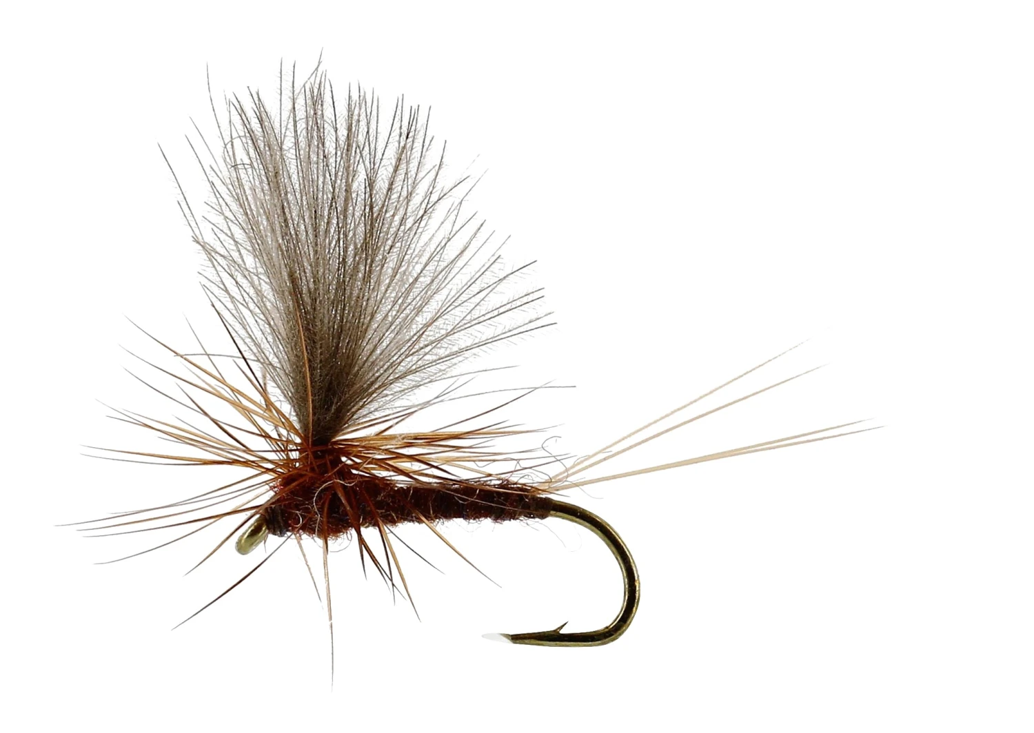 Vespertina Dun Brown 3 Vespertina Dun Brown