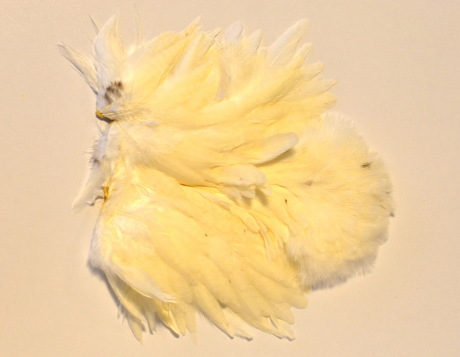 FutureFly Soft Patch 9 FutureFly Soft Patch - Bilde 7