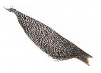 Whiting 1/2 Dry Fly Cape